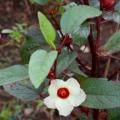 Вкусные особенности и польза суданской розы